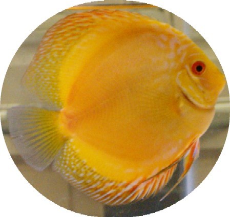 Siam Yellow Master Discus Fish - 2 inch